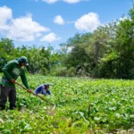 Governo do Estado investe em produção agrícola sustentável por meio da agrofloresta