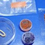 Embrapa produz em laboratório salmão, caviar e anéis de lula veganos