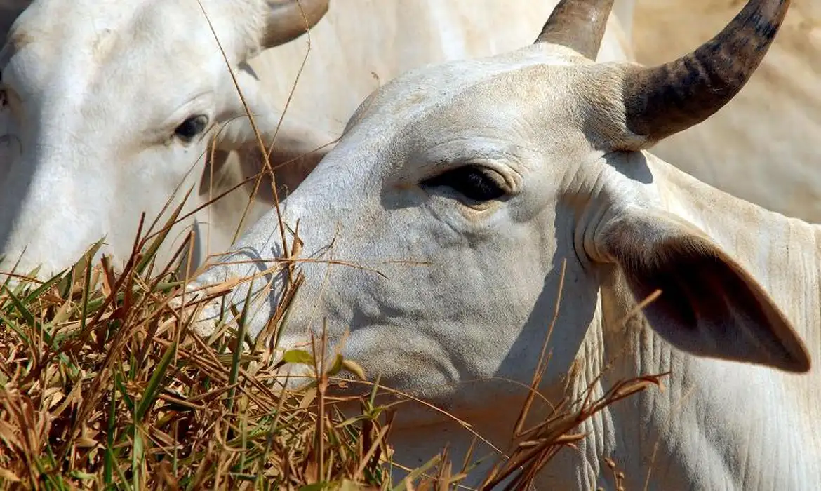 União Europeia veta compra de carne brasileira a partir de setembro