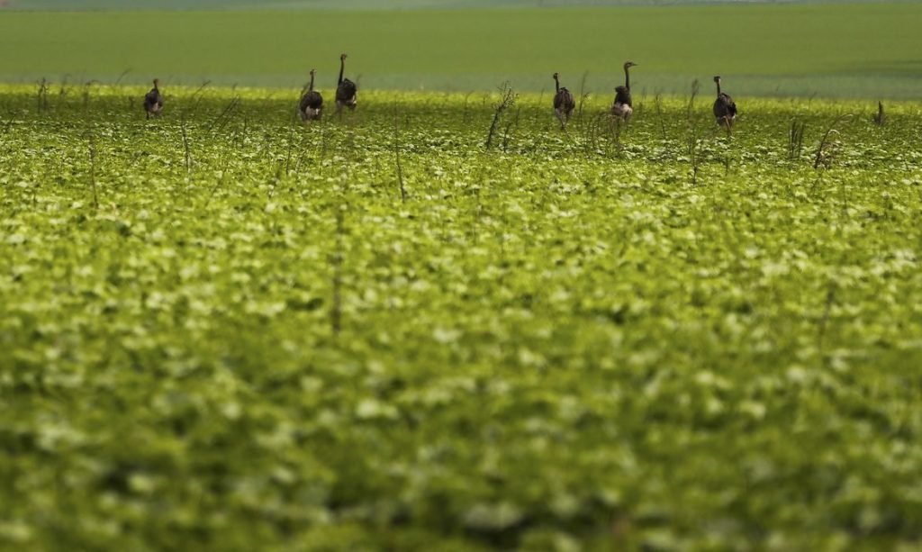 CMN passa a exigir fotos com localização comprovada em seguro rural
