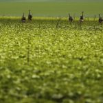 CMN passa a exigir fotos com localização comprovada em seguro rural