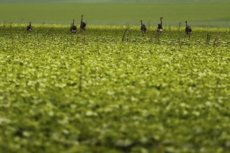 CMN passa a exigir fotos com localização comprovada em seguro rural