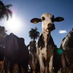 União Europeia oficializa veto à carne brasileira a partir de setembro