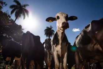 União Europeia oficializa veto à carne brasileira a partir de setembro