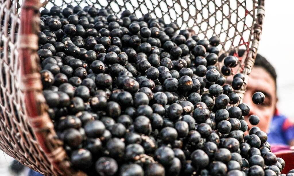 China facilita exportação de polpas e frutas congeladas brasileiras