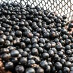 China facilita exportação de polpas e frutas congeladas brasileiras