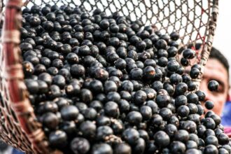 China facilita exportação de polpas e frutas congeladas brasileiras
