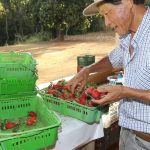 Finep vai pagar R$ 220 milhões para inovações em agricultura familiar 