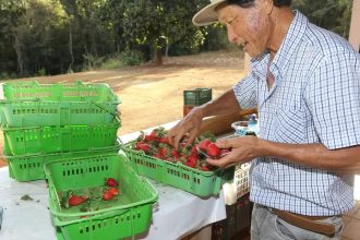 Finep vai pagar R$ 220 milhões para inovações em agricultura familiar 