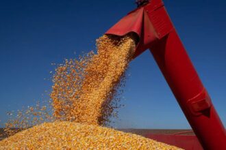 IBGE prevê safra de 347,4 milhões de toneladas para 2026