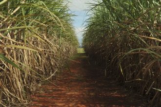Safra de cana-de-açúcar deve crescer 4,7% em relação ao ano de 2025