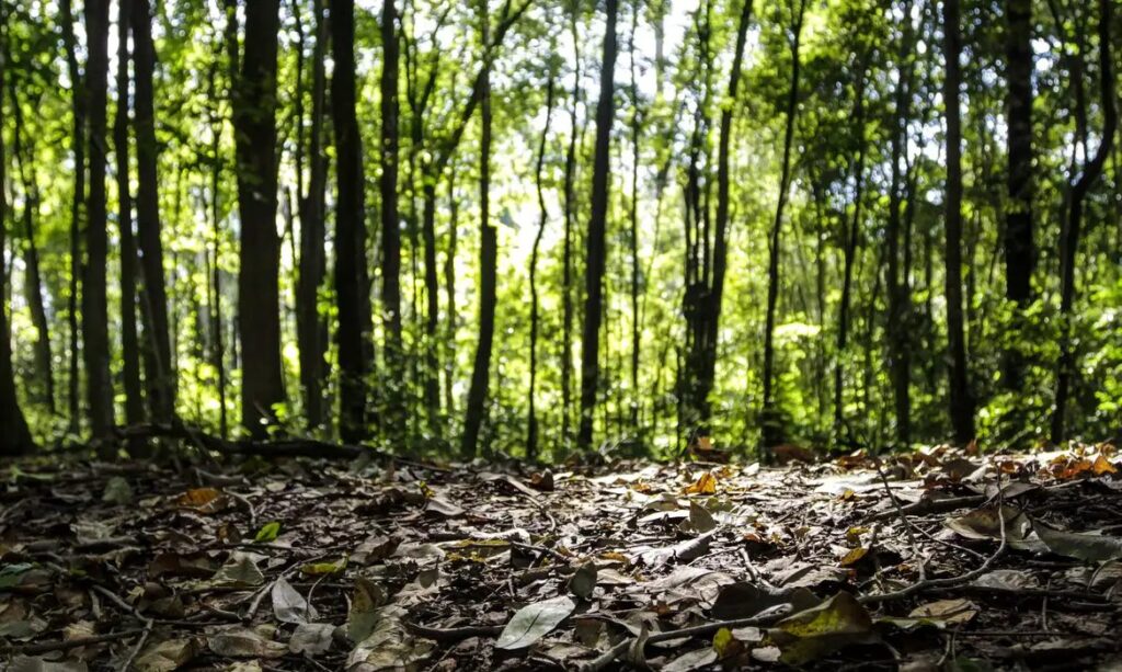Produção florestal no país alcança recorde de R$ 47,9 bilhões em 2025