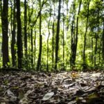 Produção florestal no país alcança recorde de R$ 47,9 bilhões em 2025