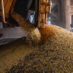 Produção brasileira de grãos deve aumentar apesar do El Niño